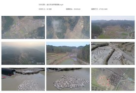 生态农业养殖基地白鸭养殖 家禽