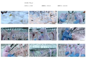 白鸭子养鸭场杀鸭宰鸭流水线