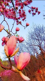 玉兰 红兰花 抖音 小视频