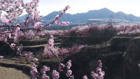 三月杏花开满坡