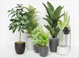 一组观赏绿色植物