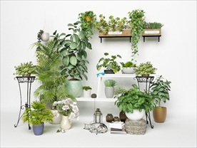 一组观赏绿色植物集合