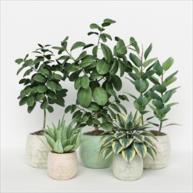 一组观赏性绿色植物