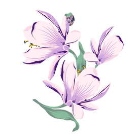 广玉兰玉兰花元素