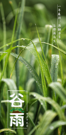 谷雨海报