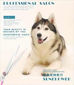 宠物美容