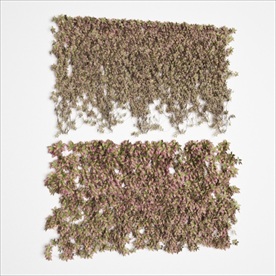 攀爬在墙上的植物