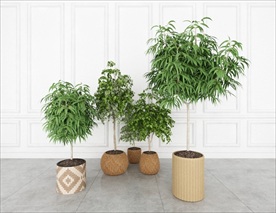 藤编花盆绿色植物