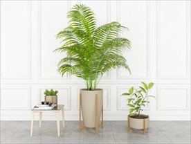 一组绿色观赏性植物