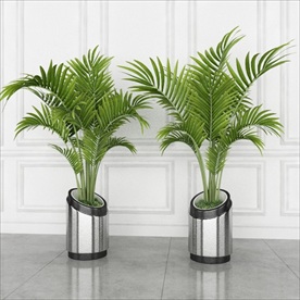 现代观赏性绿植