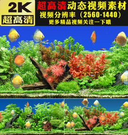 金鱼鱼儿水里游LED大屏幕视频