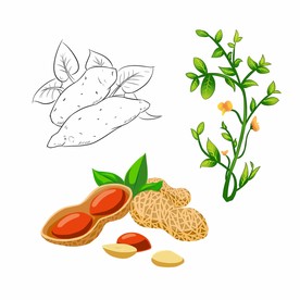 落花生图片大全 落花生设计素材 落花生模板下载 落花生图库 昵图网soso Nipic Com 落花生图片大全 落花生设计素材 落花生模板下载 落花生图库 昵图网soso Nipic Com