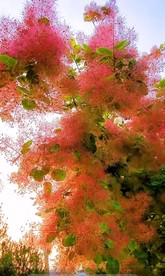 芙蓉 抖音 小视频