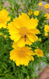 黄花蜜蜂 抖音小视频