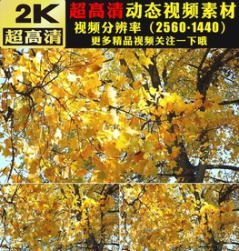 金色秋天美景枫叶枫树林实拍视频