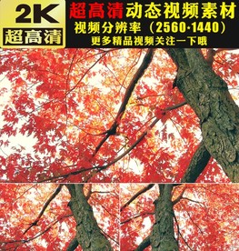 唯美红叶枫树林秋天景色视频素材