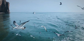 长岛风光万鸟岛风景海鸥成群