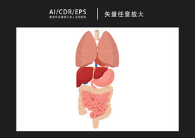 矢量医学人体器官内脏插画