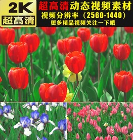 蝴蝶飞舞鲜花盛开春天美景视频