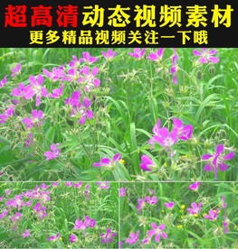 春天草地小草鲜花绽放实拍视频