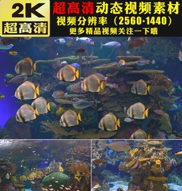 海底世界海鱼金鱼游动视频素材