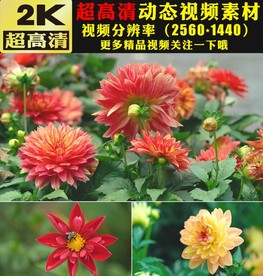 春暖花开春天鲜花花朵实拍视频