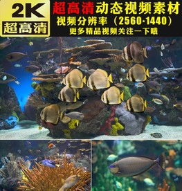 华丽海底世界海洋鱼类实拍视频