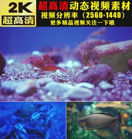 龙虾螃蟹水母海底世界梦幻视频