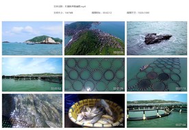 大黄鱼养殖场捕捞大黄鱼黄花鱼