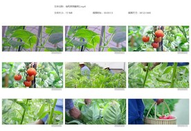 有机菜园摘菜摘蕃茄农场菜篮子