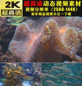 唯美海底世界舞台视频背景