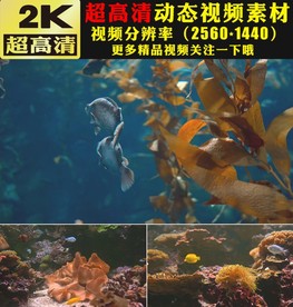 海底世界鱼群海藻实拍视频素材