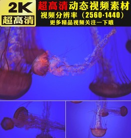 唯美美丽海底水母游动视频素材