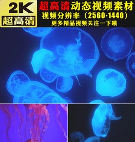 荧光水母游动特写视频素材