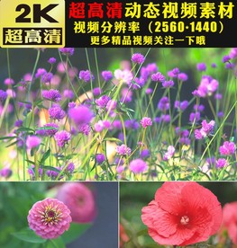 春天美景森林绿叶鲜花花朵视频