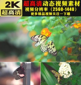 野外大自然蝴蝶鲜花花朵实拍视频