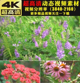 七彩鲜花花园春天来了视频素材