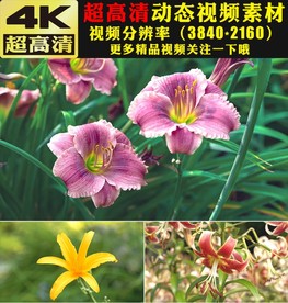 4K春天美景鲜花绽放特写视频