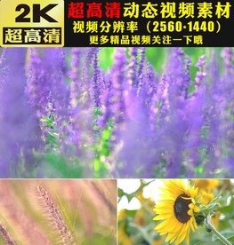 万紫千红鲜花盛开春天美景视频