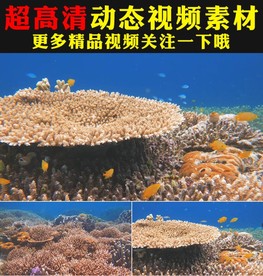 海底世界海洋主题婚礼背景视频