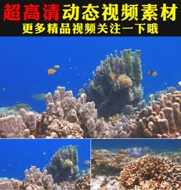 唯美蓝色海底世界鱼群海草视频