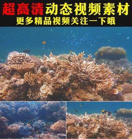 海底世界海洋海水视频素材