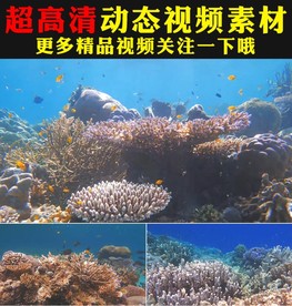海洋海底世界鱼类生物视频素材