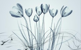 透明花图片大全 透明花设计素材 透明花模板下载 透明花图库 昵图网soso Nipic Com