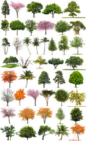 高清树木免抠素材