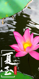 夏至荷花荷塘荷叶摄影海报