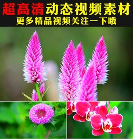 鲜花盛开蜜蜂蝴蝶春天景色视频