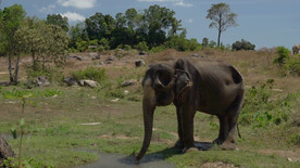 大象被树干弄湿