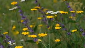 大自然中的花朵