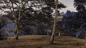 在森林里的蓝花s树的树枝上的袖